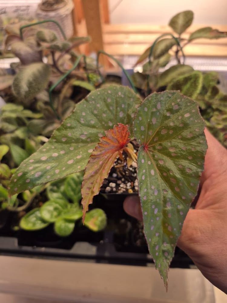 Begonia melanosticta